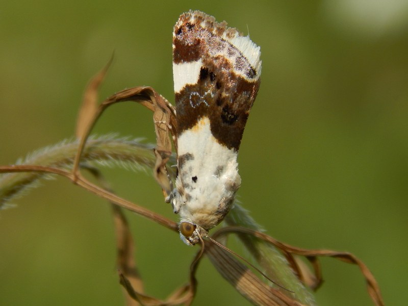 Acontia lucida?